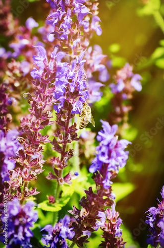 Bee at Purple Flower