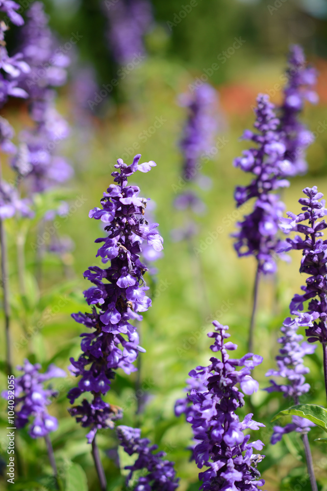 Obraz premium Violet flowers