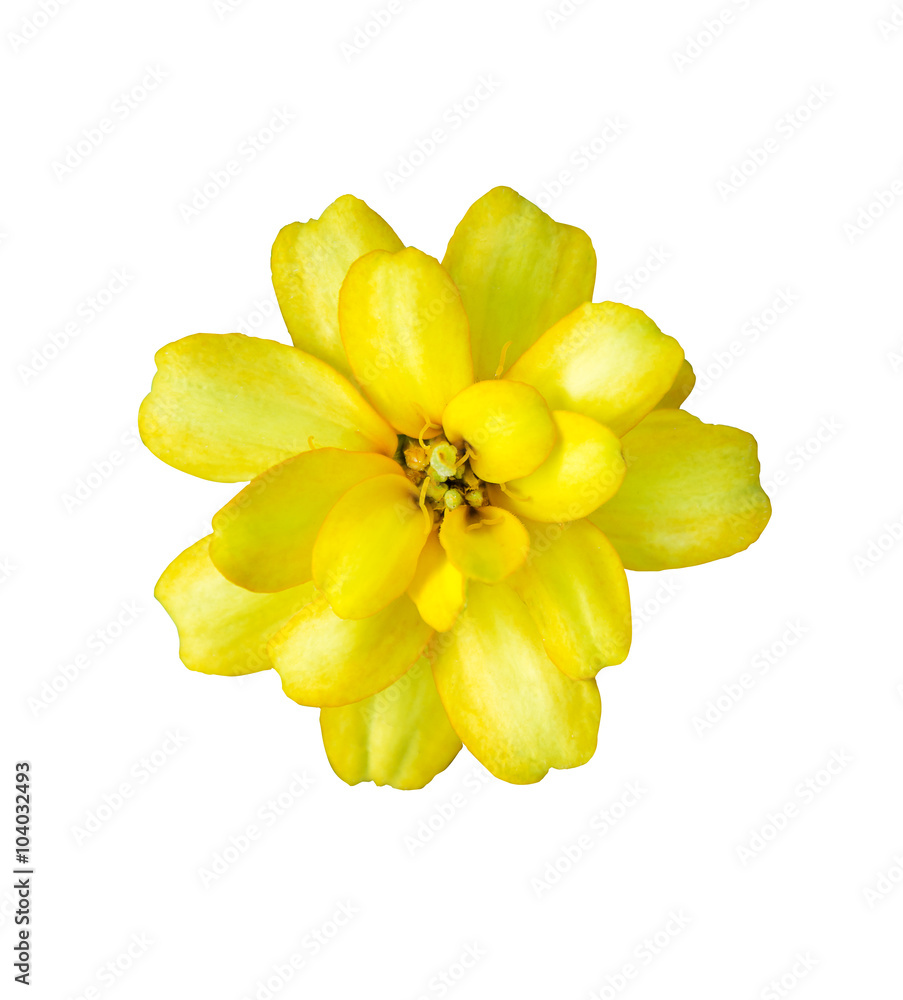 yellow flower isolated with clipping path yellow flower isolated with clipping path