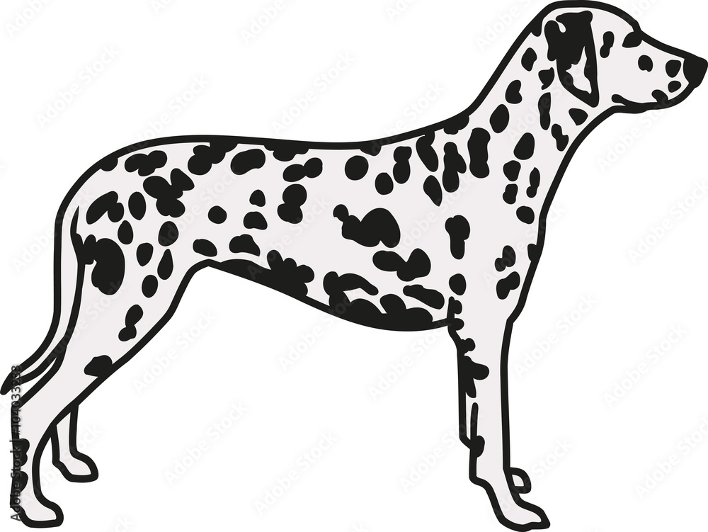 Dalmatian standing