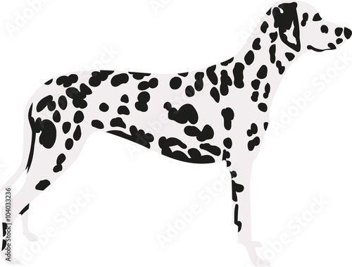 Dalmatian in two colors with spotted coat