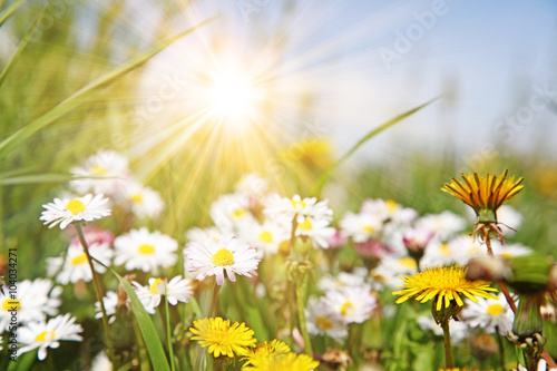 Fototapeta Naklejka Na Ścianę i Meble -  Schöne Wiese mit Kamillen