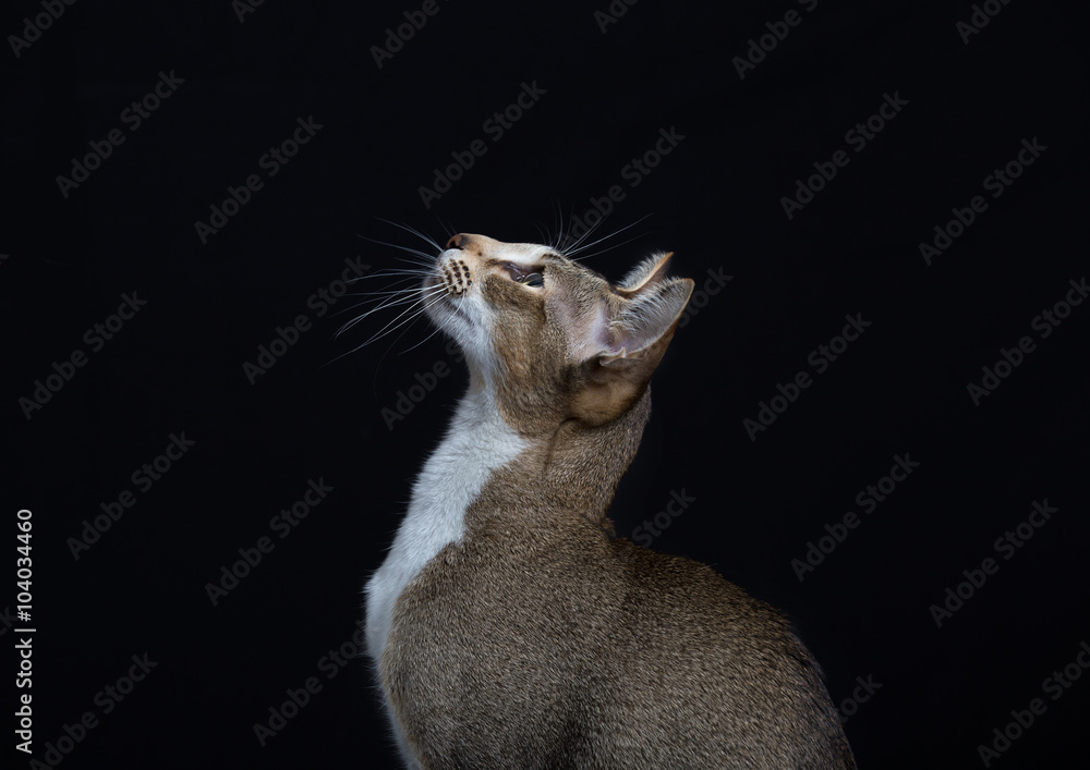 Beautiful cat with big ears on a black background
