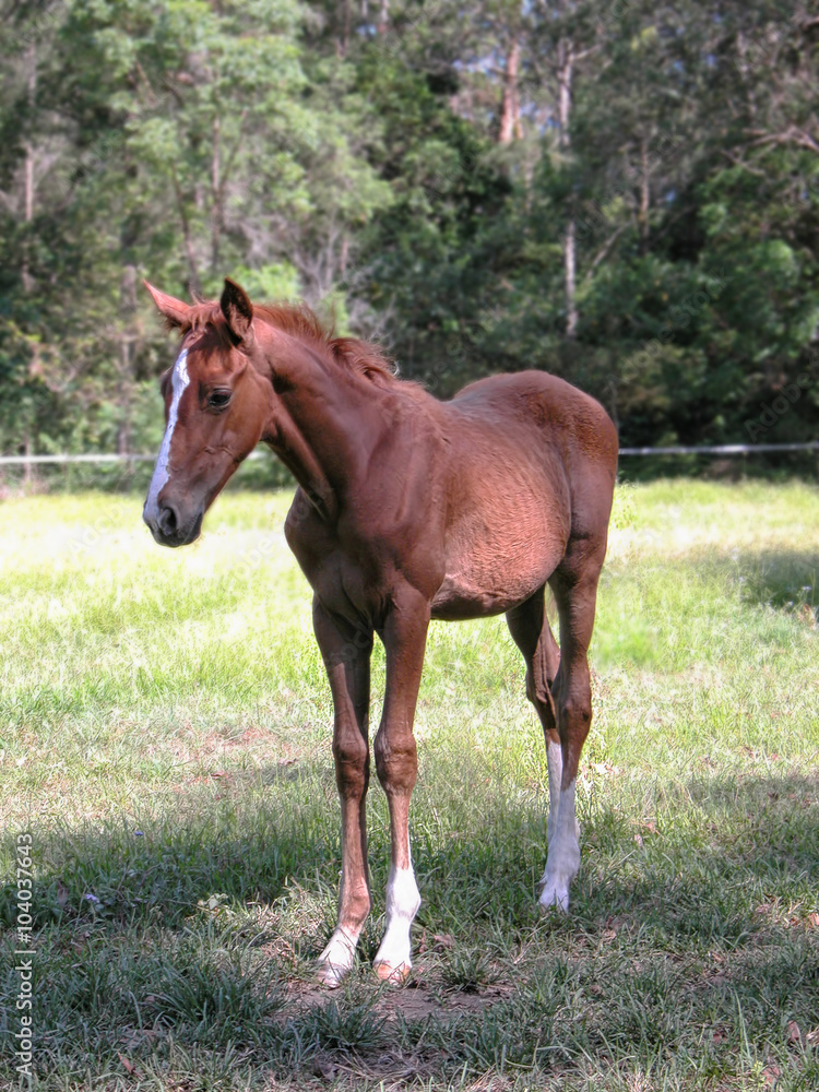 Young horse standing in paddock, Queensland, Australia Young horse standing in paddock, Queensland, Australia