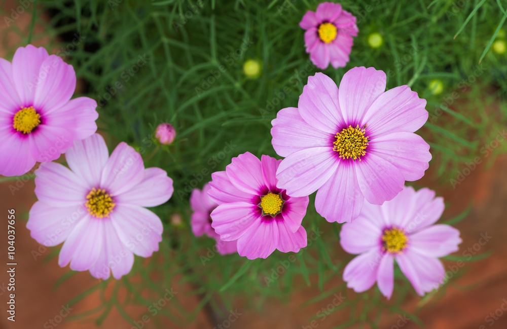 pink cosmos blooming pink cosmos blooming