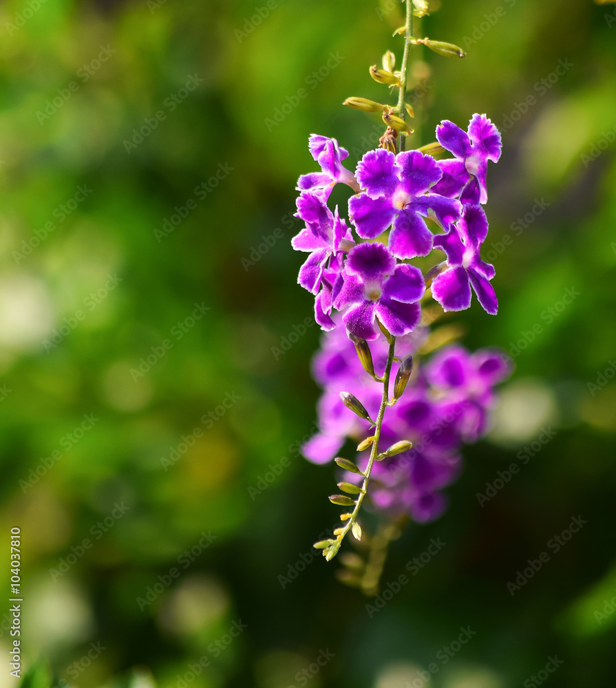 Flower Duranta in the garden (Duranta repens L,Duranta erecta L) Flower Duranta in the garden (Duranta repens L,Duranta erecta L)