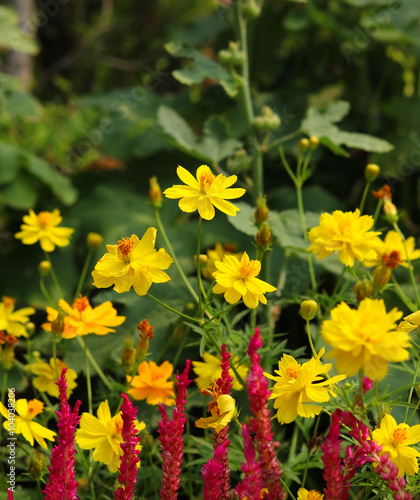 Yellow cosmos flower in garden © pimonpim