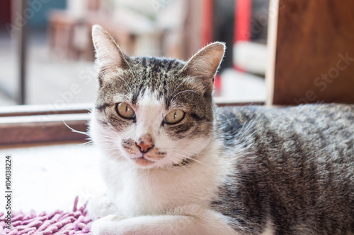 Fototapeta Naklejka Na Ścianę i Meble -  Thai cat lying down at home