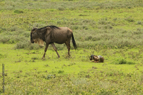 Fototapeta Naklejka Na Ścianę i Meble -  During the Great Migration in South Serengeti, a wildebeest gives birth to a new member of herd. Those pictures form a series of pictures that show the moment when the new calf was born.