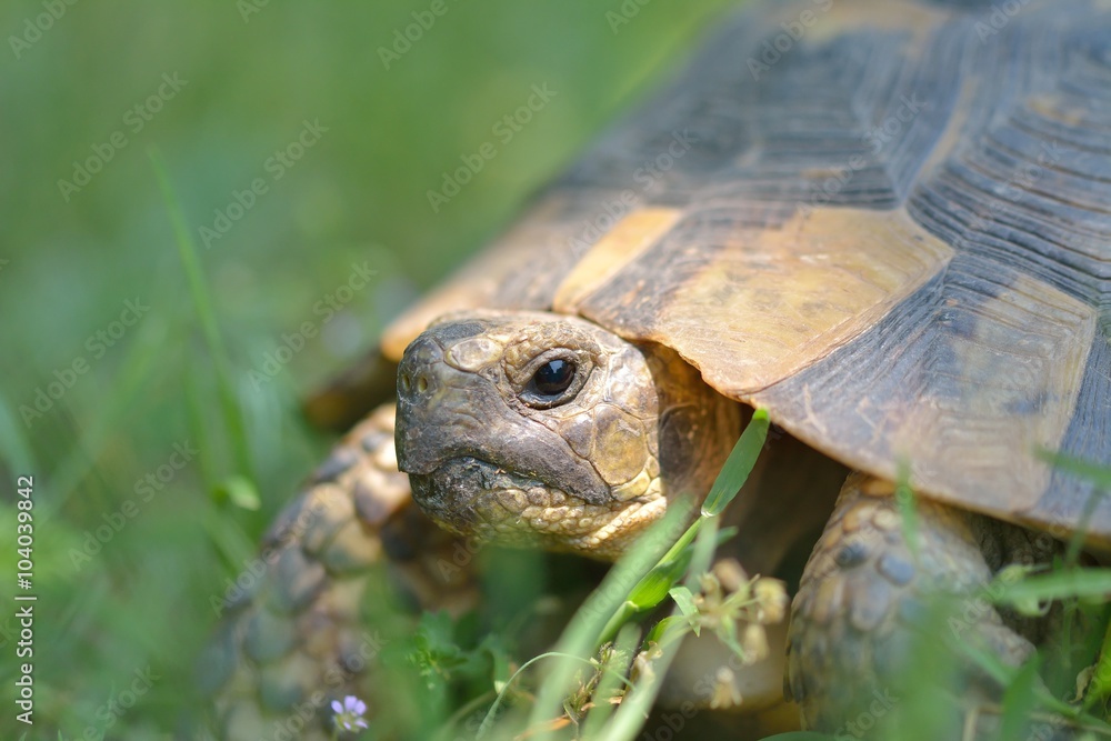 Obraz premium The spur-thighed tortoise or Greek tortoise (Testudo graeca) in natural habitat, National Park Macin Mountains, Dobrogea