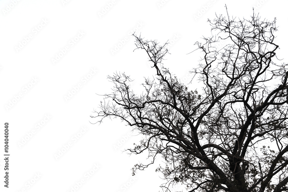 Background image of tree