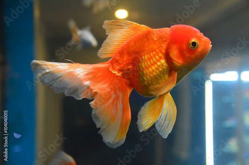 Gold fish, goldfish underwater