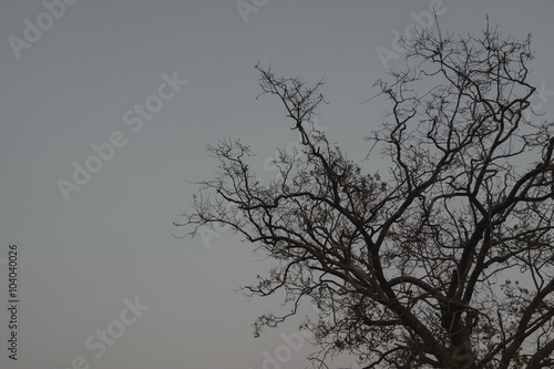 Background image of tree © chokmoso