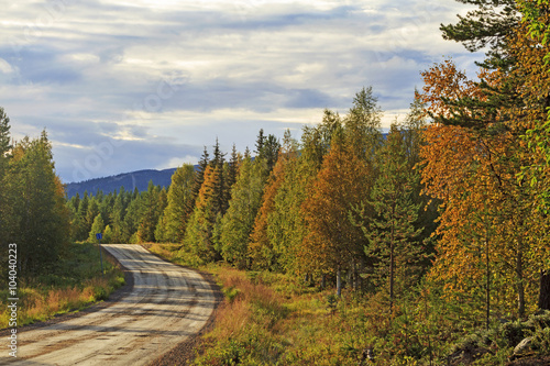 Road among autumn forest
