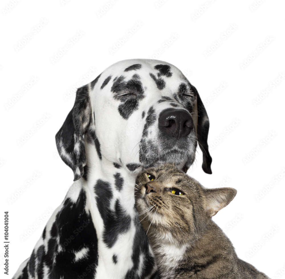 close friendship between a cat and a dog close friendship between a cat and a dog