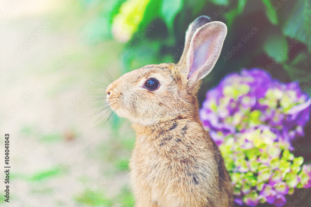Rabbit in front of a hydrangea bush