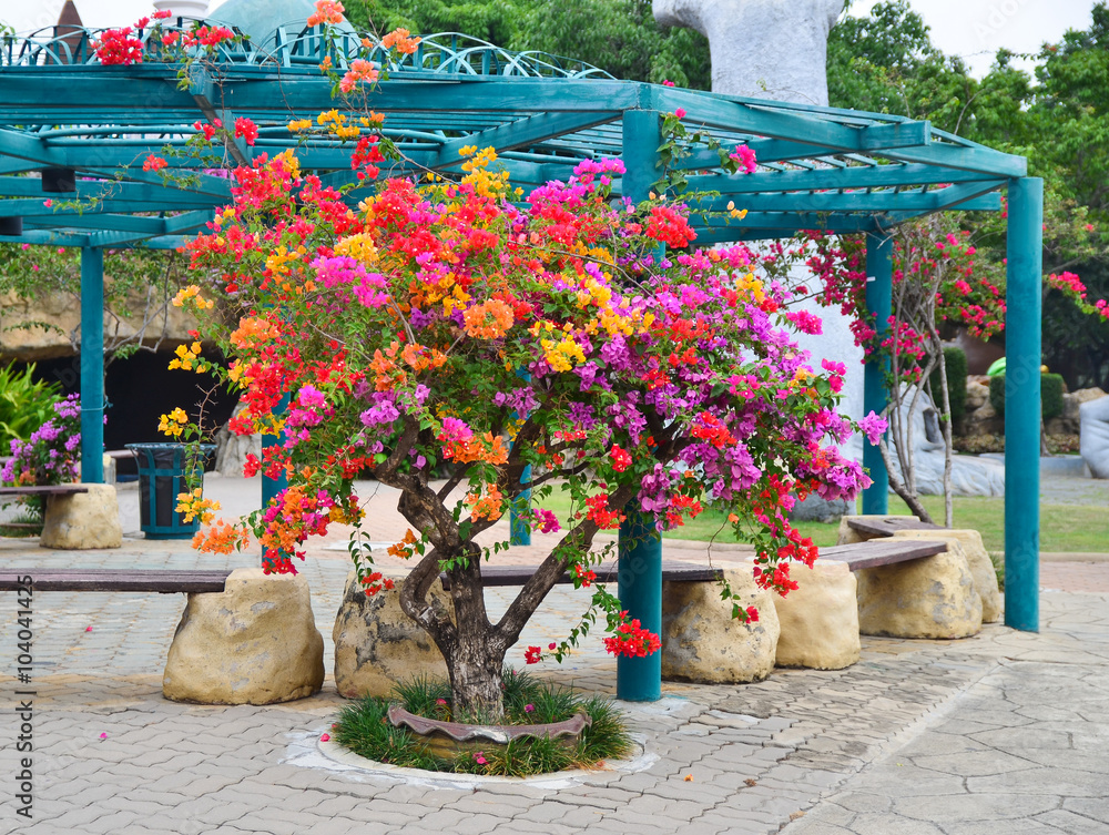 Flower Bougainvillea, Nong nooch botanical garden, decorative fl Flower Bougainvillea, Nong nooch botanical garden, decorative fl