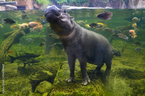 Hippo, pygmy hippopotamus under water