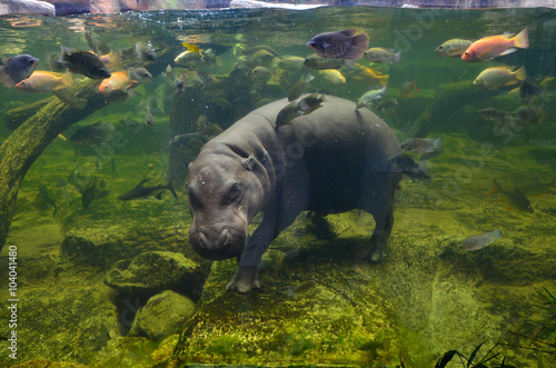 Hippo, pygmy hippopotamus under water