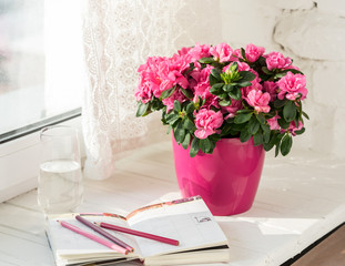 Acrylglasbilder Azalee Rosa Azalee im Topf am Schreibtisch  © Dmitry_Evs