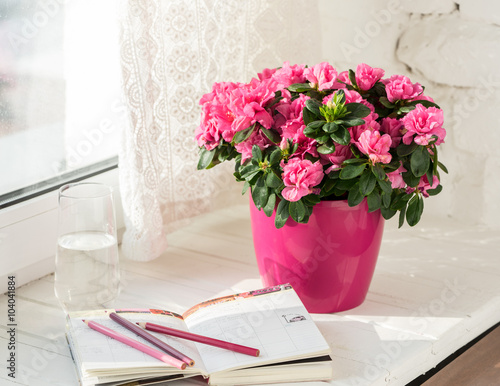 Fototapeta Naklejka Na Ścianę i Meble -  blooming pink azalea in pink flowerpot notebook, pencils, glass of water white rustic background