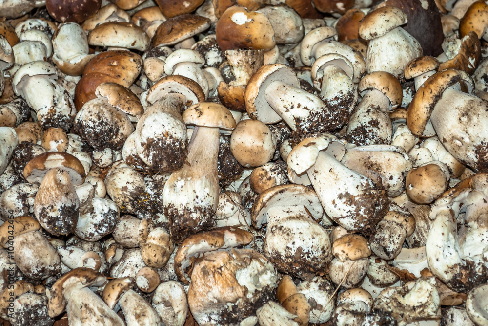 Big pile of boletus. Collection of small selected mushrooms. Big pile of boletus. Collection of small selected mushrooms.
