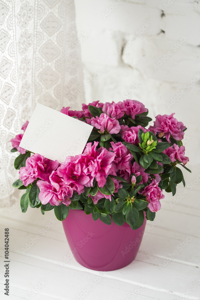 blooming azalea in pink flowerpot blank card free place for text white rustic background