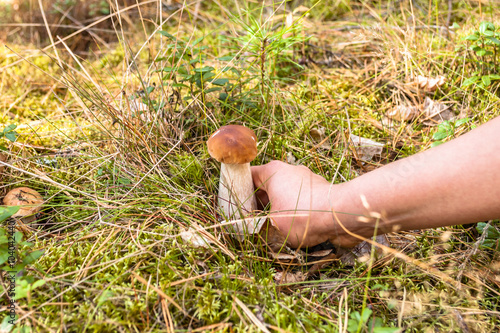 Boletus mushroom picked by hand from grass in the forest.