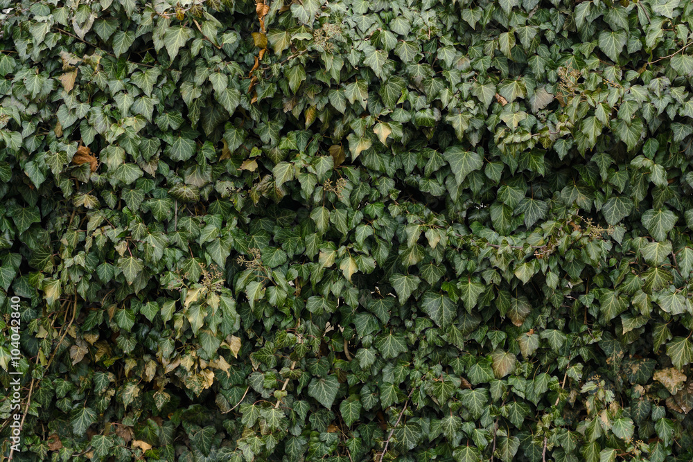 fence of green leaves fence of green leaves