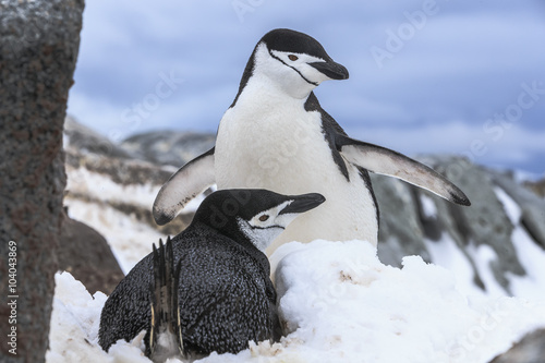 Chinstrap penguins  Antarctica.
