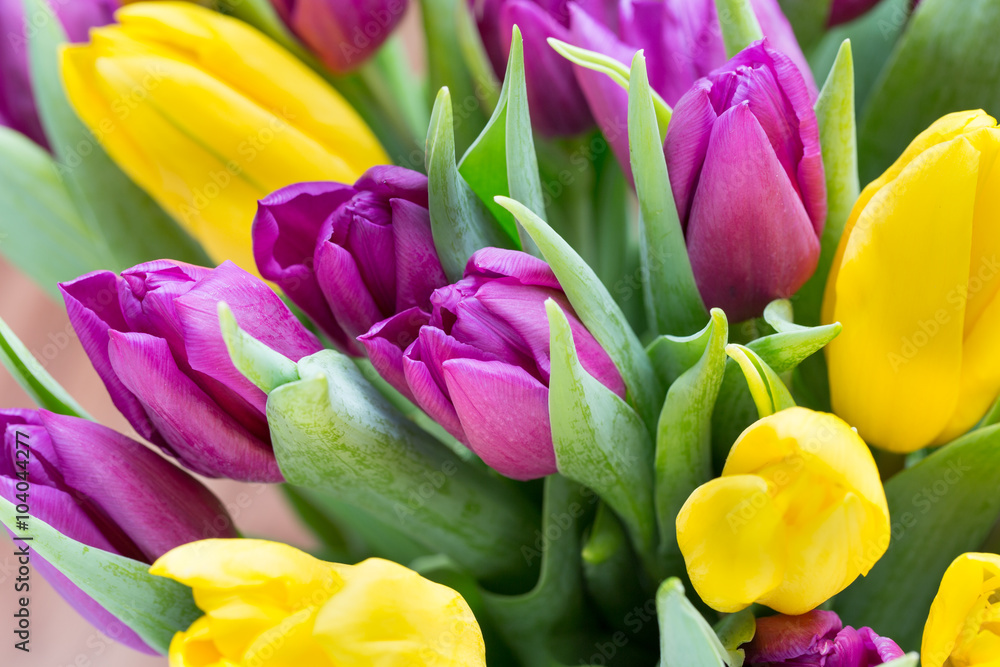 Purple and yellow tulip bouquet. More tulip on the grey backgrou Purple and yellow tulip bouquet. More tulip on the grey backgrou
