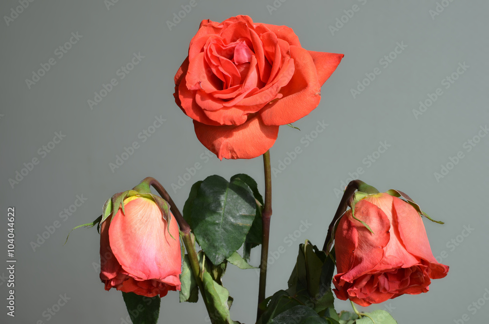 Fototapeta premium Three withered roses (macro)