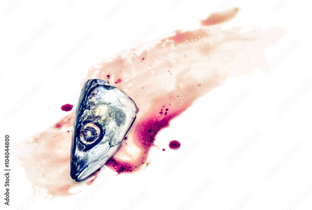 Fototapeta premium Fresh saba fish head with Dripping blood on a white background