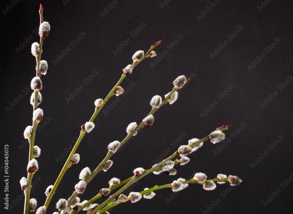 Fototapeta premium willow branch on a black