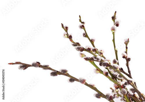 willow branch on white
