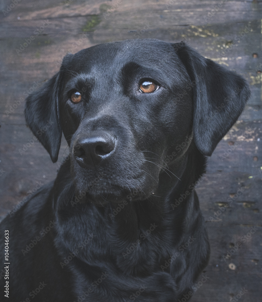 Labrador on vintage wooden background