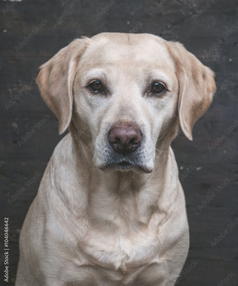 Labrador on vintage wooden background