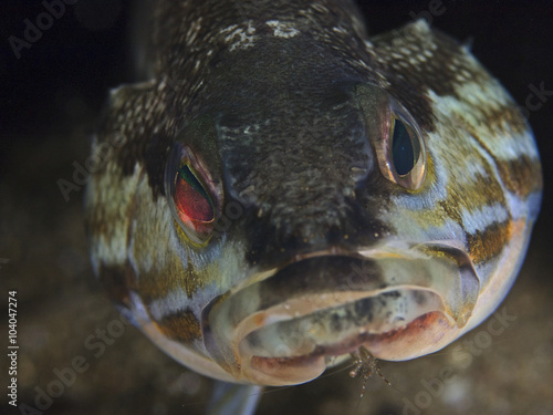 Plakat Comber fish, Sägebarsch 