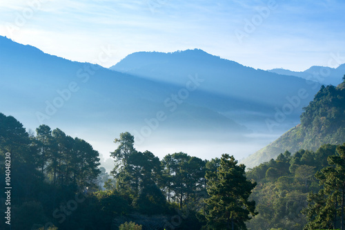 Landscape of Tea Field with fog in morning at Chiangmai Thailand.