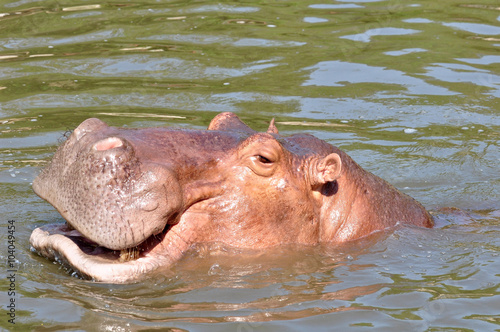 Hippopotamus swimming in the river