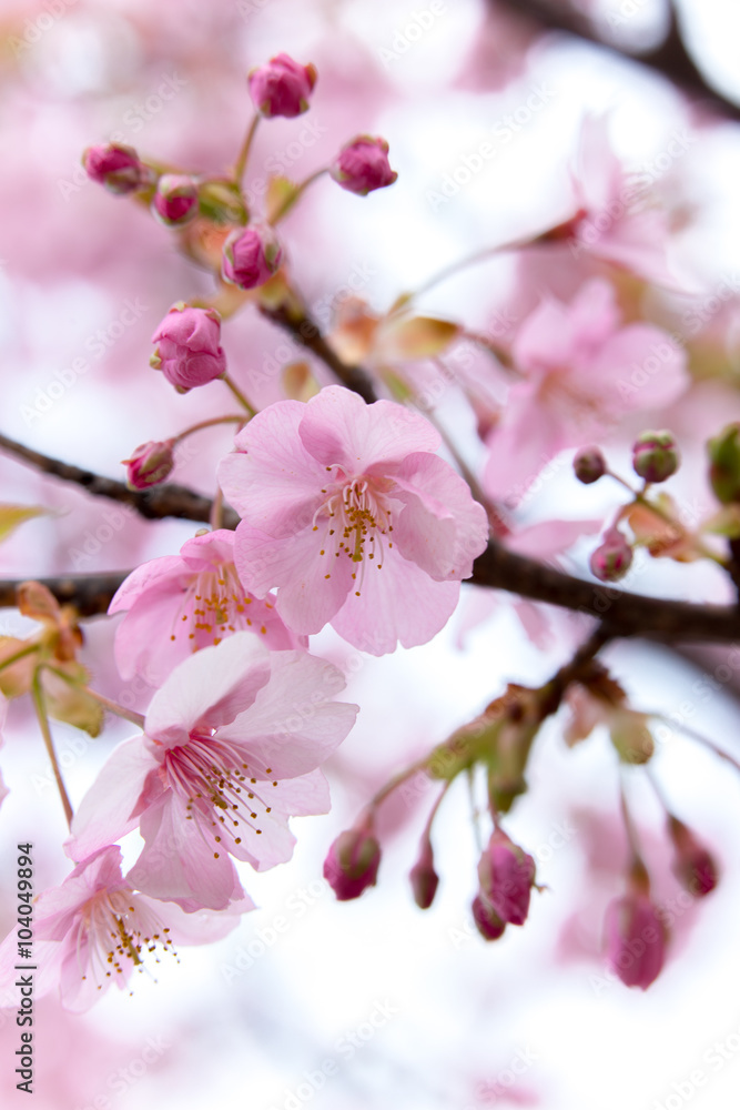 サクラ(河津桜) サクラ(河津桜)