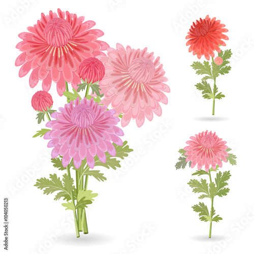 collection of beautiful chrysanthemums for your design.