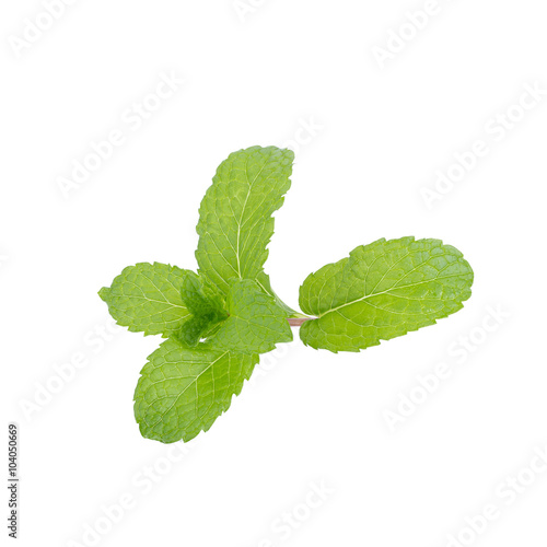 mint leaf isolated on white background