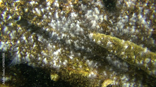 The colony of polyps, which are the stage of development of the Common jellyfish.
