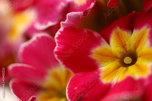 Micro shot of the Flowers