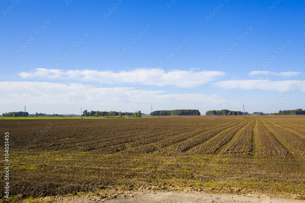 plowed field with sprouts