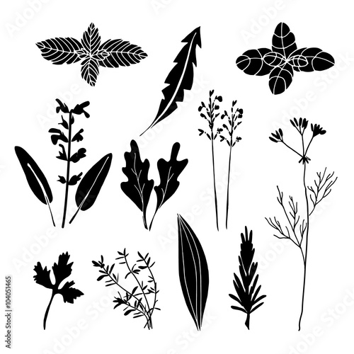 Set of hand drawn black herbs, vectors, isolated objects