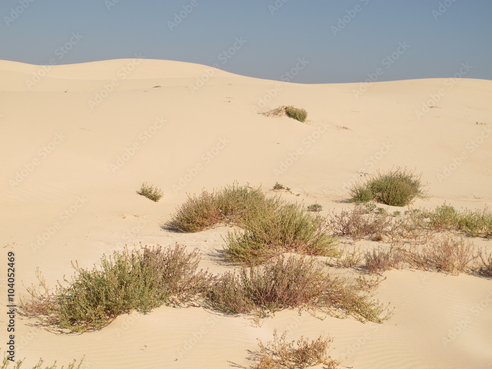 dramatic eucla sand dunes, western australia
dramatic eucla sand dunes, western australia