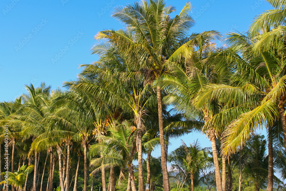 Fototapeta premium Coconut palm trees