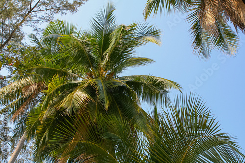 Fototapeta Naklejka Na Ścianę i Meble -  Coconut palm trees